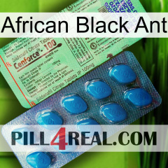 African Black Ant new02